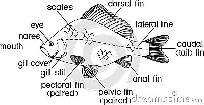 Coloring page with fish external anatomy. Vector Illustration